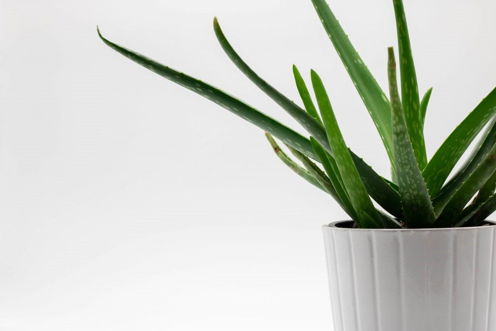 Saba Pure Aloe Vera Gel 